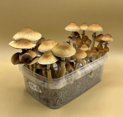 SHROOMBOX Mushroom Grow Kit