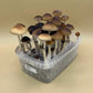 SHROOMBOX Mushroom Grow Kit