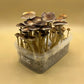 SHROOMBOX Mushroom Grow Kit